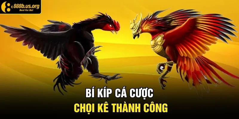 Bí kíp cá cược chọi kê thành công