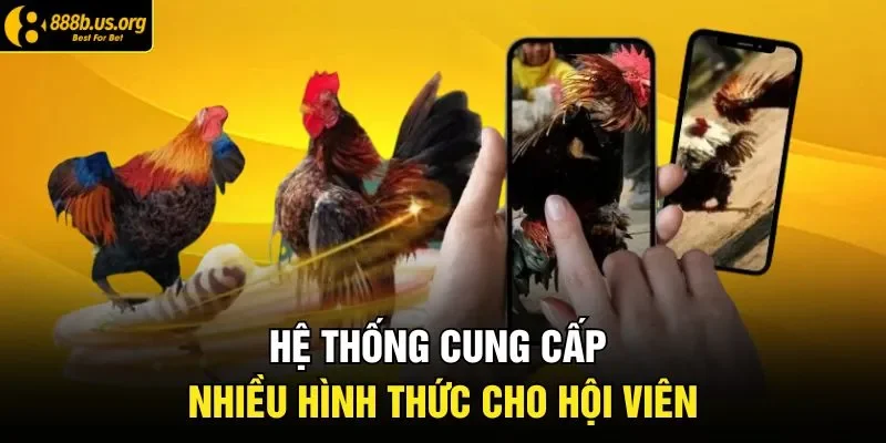 Hệ thống cung cấp nhiều hình thức cho hội viên