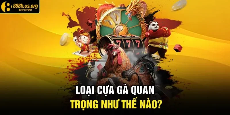 Loại cựa gà quan trọng như thế nào?