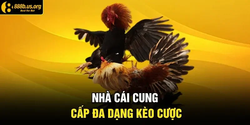 Nhà cái cung cấp đa dạng kèo cược