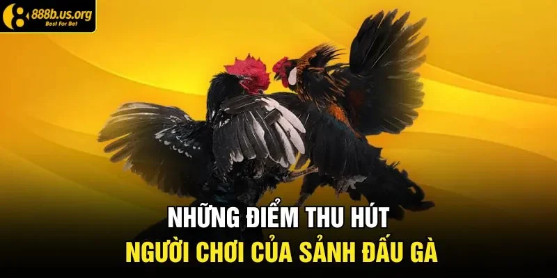 Những điểm thu hút người chơi của sảnh đấu gà