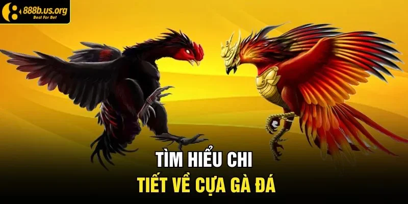 Tìm hiểu chi tiết về cựa gà đá